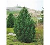 Сосна кедровая (Pinus cembra) С 2,5